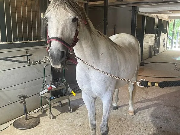 1740 Redd Rd, Milton, GA 30004