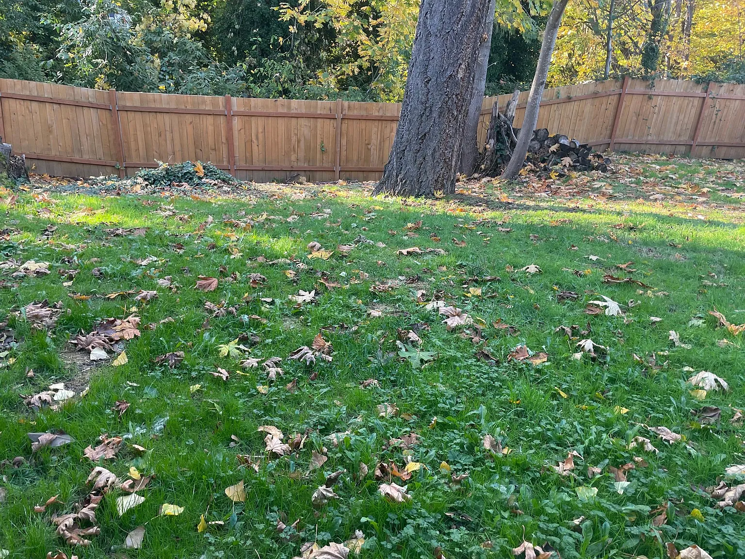 4 bed, 2.5 bath, 1850 sqft, $4,700 — Photo 4
