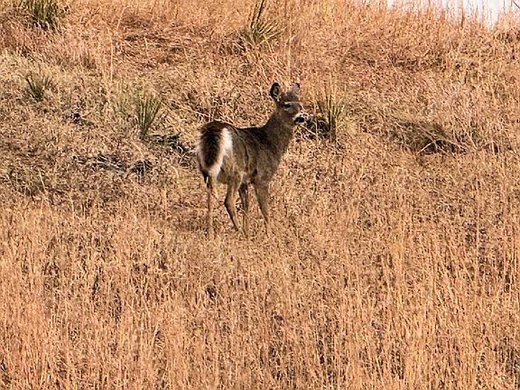 4th image of Rural 515 Ave