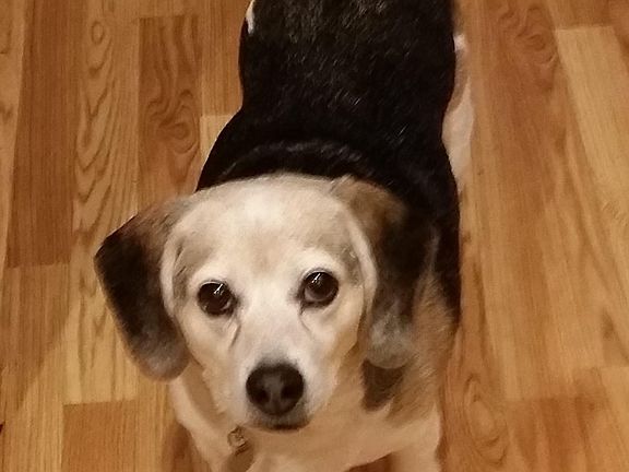 Molly likes the hardwood floors.