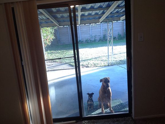 looking out at back yard