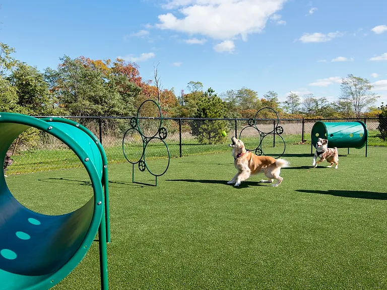 WAG pet park