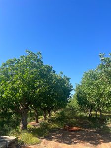 1 Road 36, Madera, CA, 93636