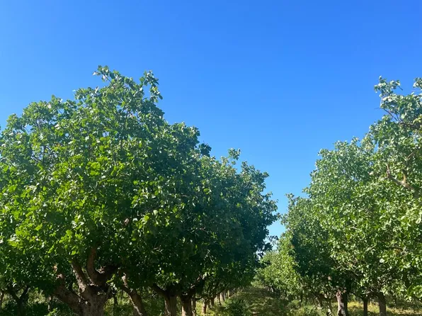 1 Road 36, Madera, CA 93636