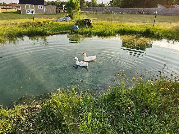 4th image of 11050 Pinto Dr