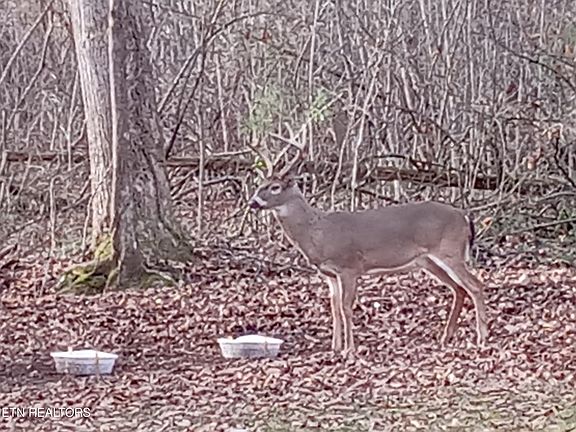 2nd image of 788 Dooley Hollow Rd