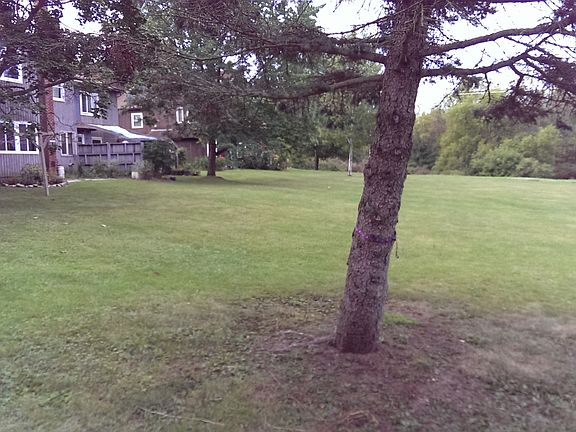 Shady spruce next to patio