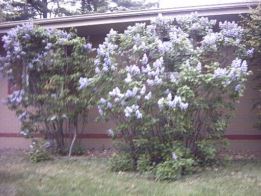 lilac bushes