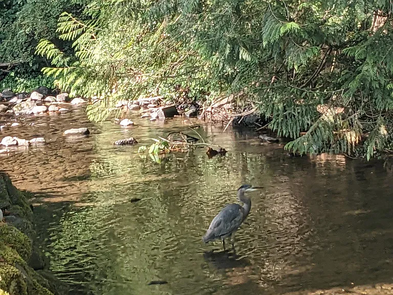 backyard creek - taken from a few doors down last October when the Salmon were spawning.