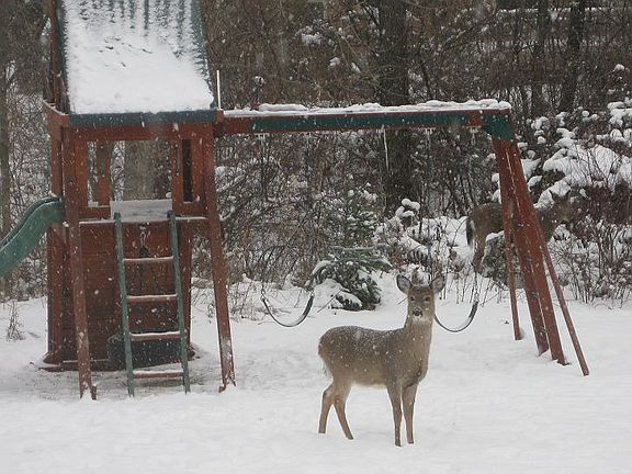 Deer in backyard