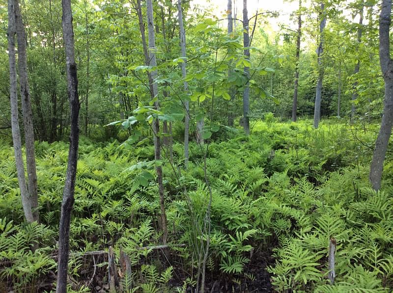 2nd image of W Cedar Lake Rd