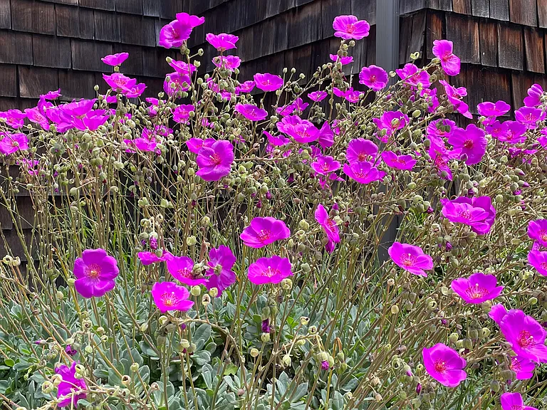 Capitola Terrace Apartments — Photo 7