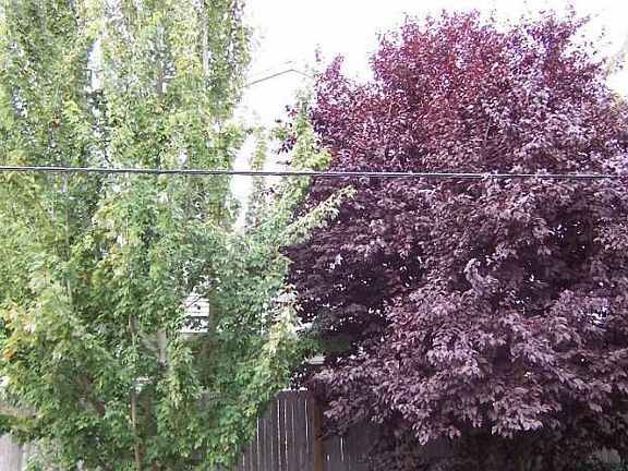 Tall easterly trees provide privacy from the street.