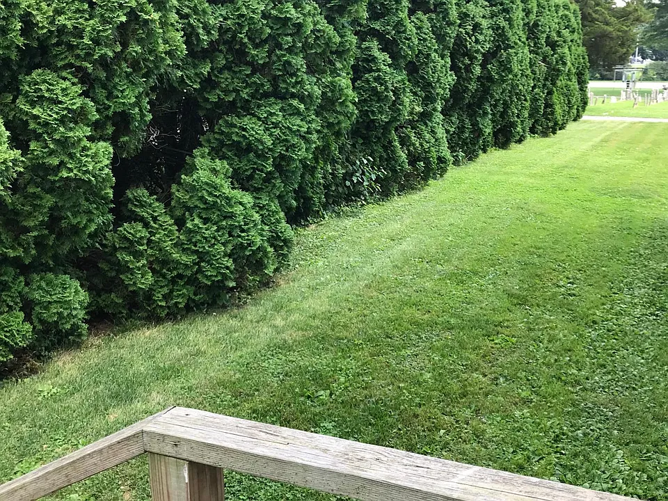Rear yard