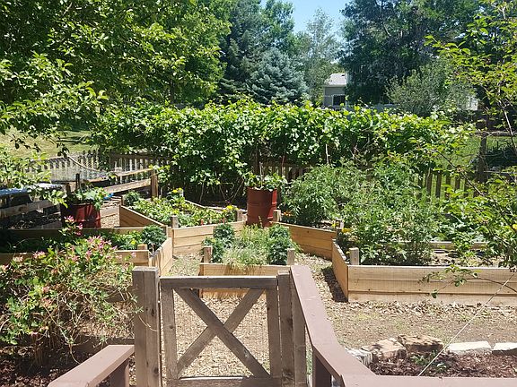 Garden in summer