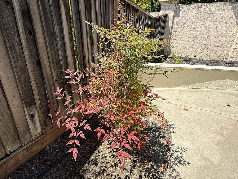side yard on the left-hand side - a tree