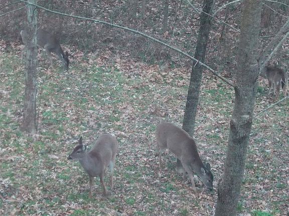 From kitchen window