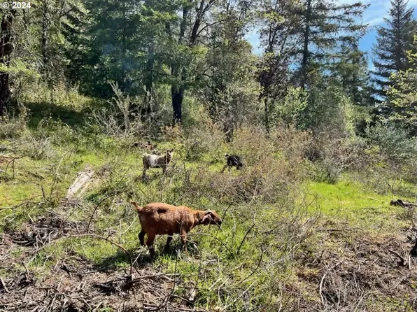 145 Holmes Creek Rd, Camas Valley, OR 97416