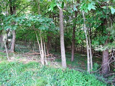 Lot Wooded Gentle Slope
