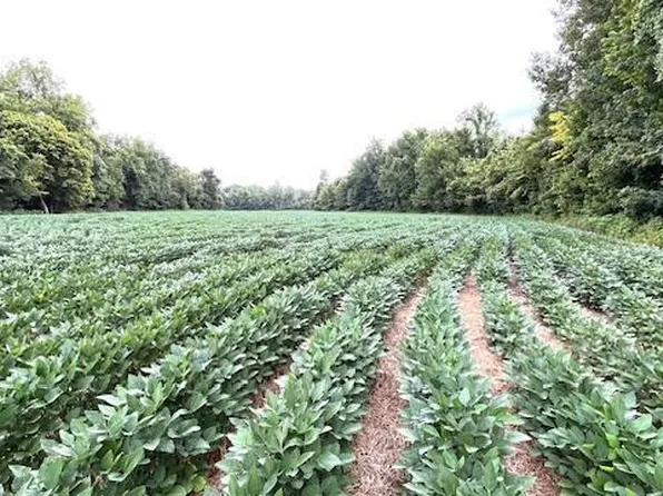 0 Bond Cemetery Rd, Denmark, TN 38391