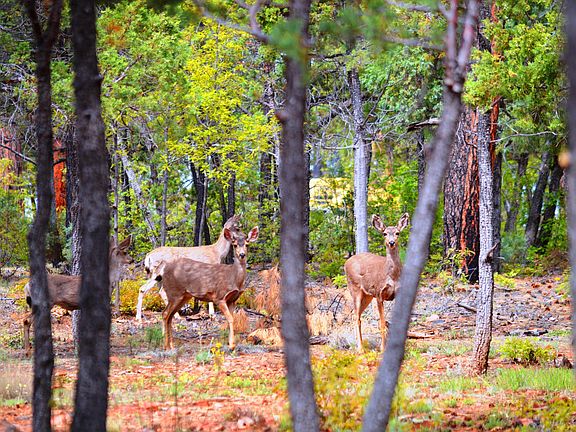 4th image of 3740 S Mule Skinner Loop Lot 25
