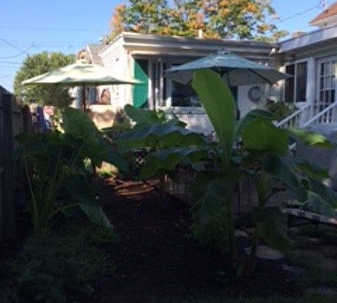 Deck in the backyard