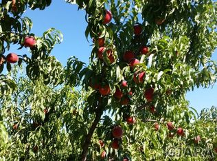 3707 F Rd, Palisade, CO 81526