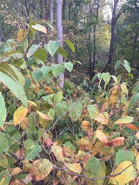 2nd image of 0 Kittanning Pike