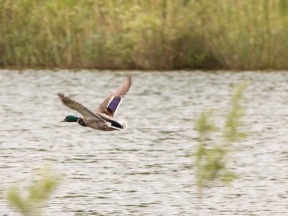 Mallard Flying Over 