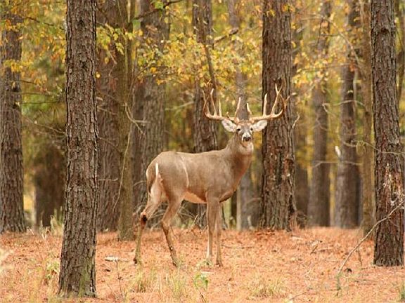 3rd image of 955 Vz County Road 3504