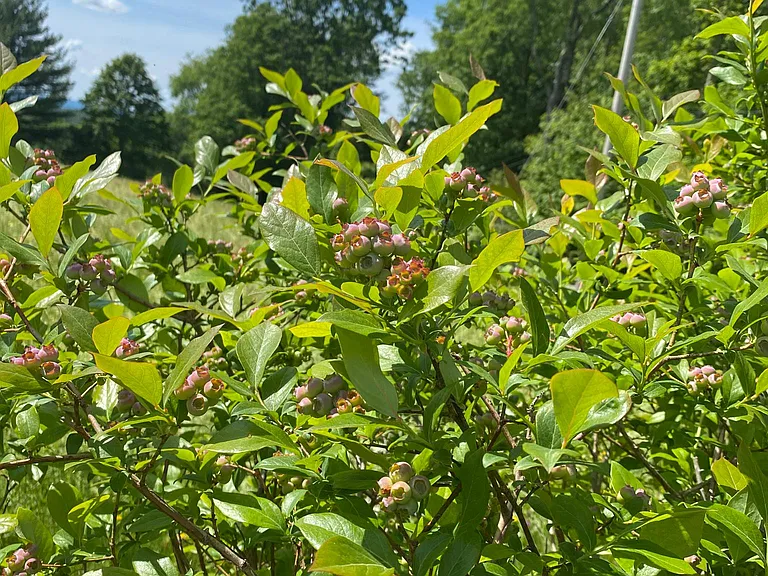 The blueberry bushes in the summer