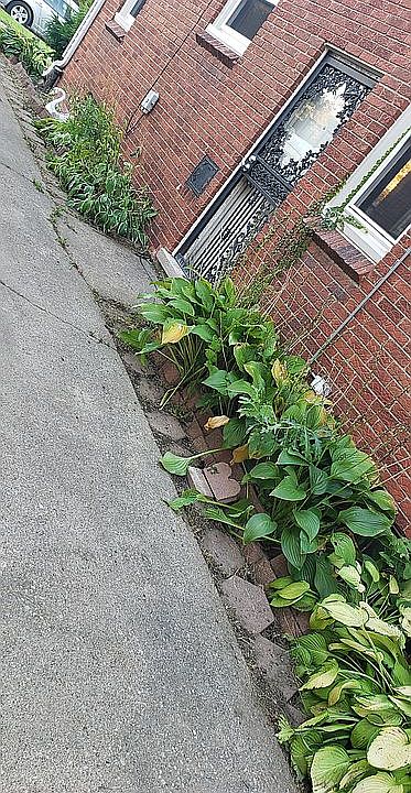 Hosta 