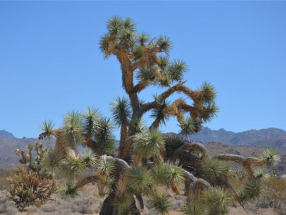 4th image of 11872 S Date Creek Rd