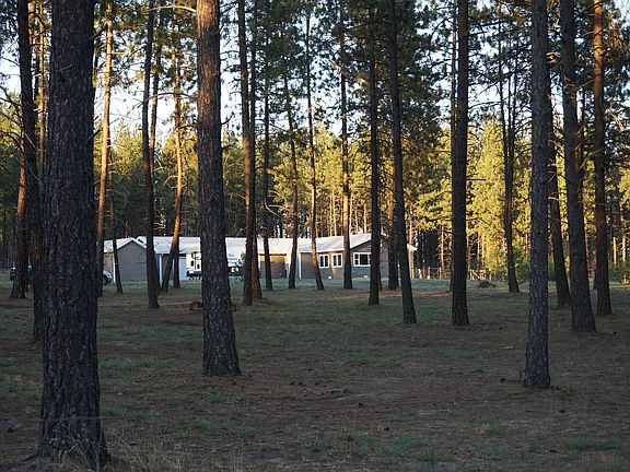 Front View through trees
