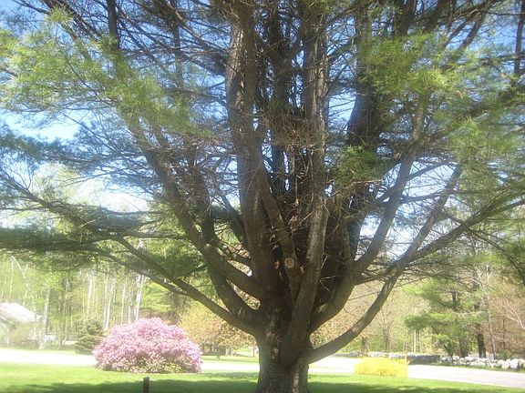 Large neighboring pine