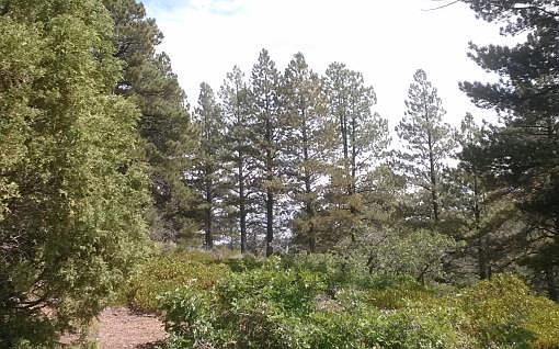 3rd image of 17741 Ponderosa Glade Rd