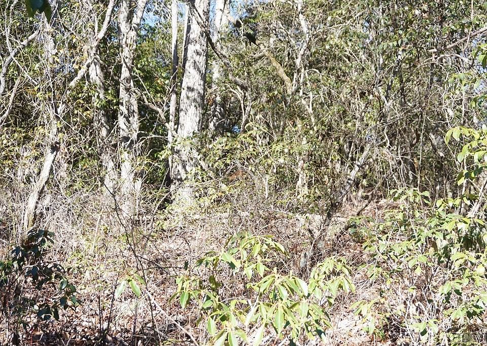 2nd image of TBD Hemlock Circle