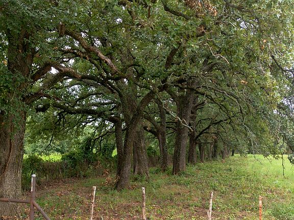 Tract 4 - Shiloh Vista Ranch | Tolar, Texas