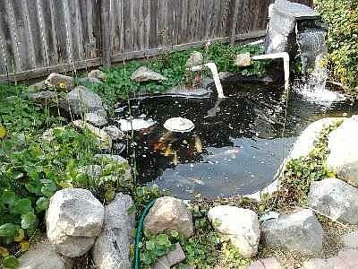 KOI POND