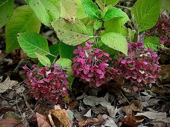 Fall Hydrangea