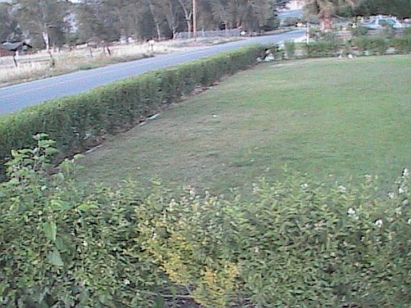 hedging in front yard 