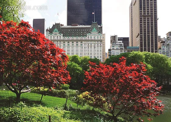 Sold by Corcoran | media 30