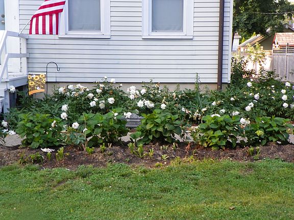 Front garden-hydrangeas