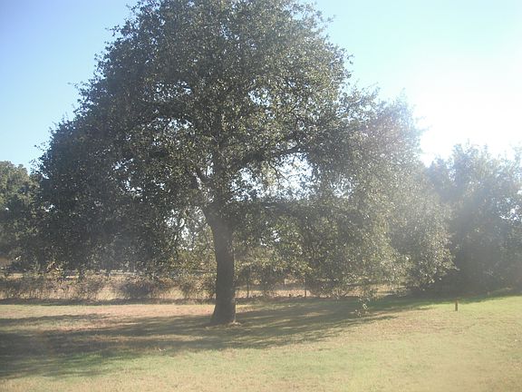 Several Shade trees