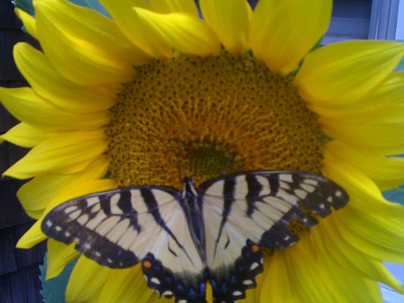 butterfly and sunflower 2017