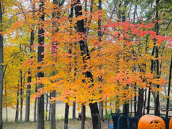 Small view from back porch 