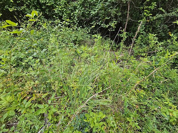 Herbaceous plants provide valuable browse for deer and bugging areas for turkey poults.