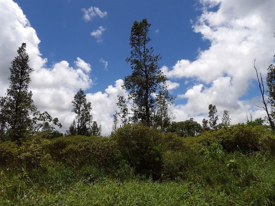 1st image of Hibiscus Dr Lot 44
