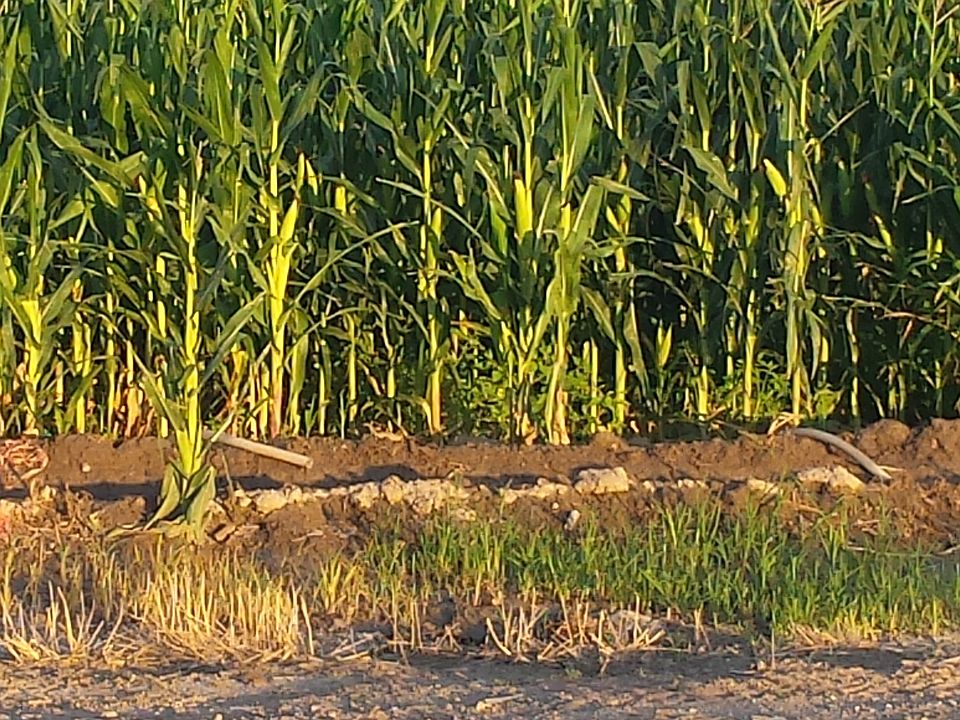 Corn Field