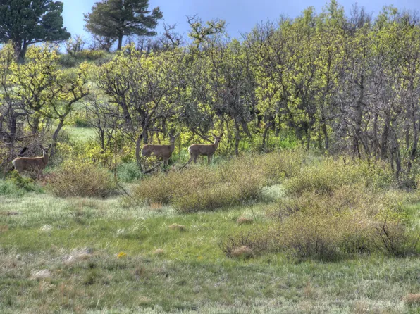21 Raspberry Mountain Rnch, La Veta, CO 81055